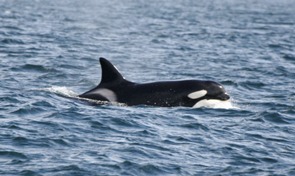 Female killer whales have much smaller dorsal fins than males